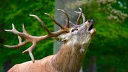 ENVOÛTANT - Vivez le brame du cerf au cœur de la Barousse